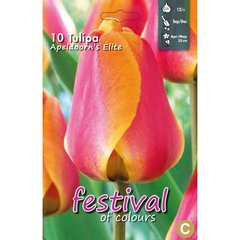   Tulipes 'Apeldoorn's Elite'  10 pcs 12/