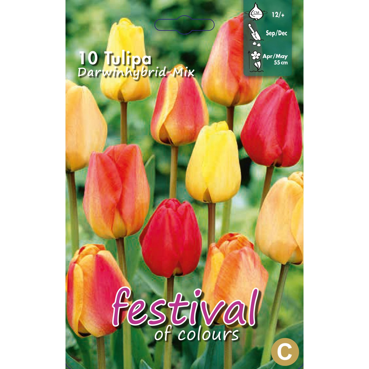   Tulipes 'Super Darwin' en mélange  10 pcs 12/