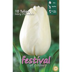   Tulipes 'Ivory Floradale'  10 pcs 12/