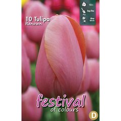   Tulipes 'Renown'  10 pcs 12/+
