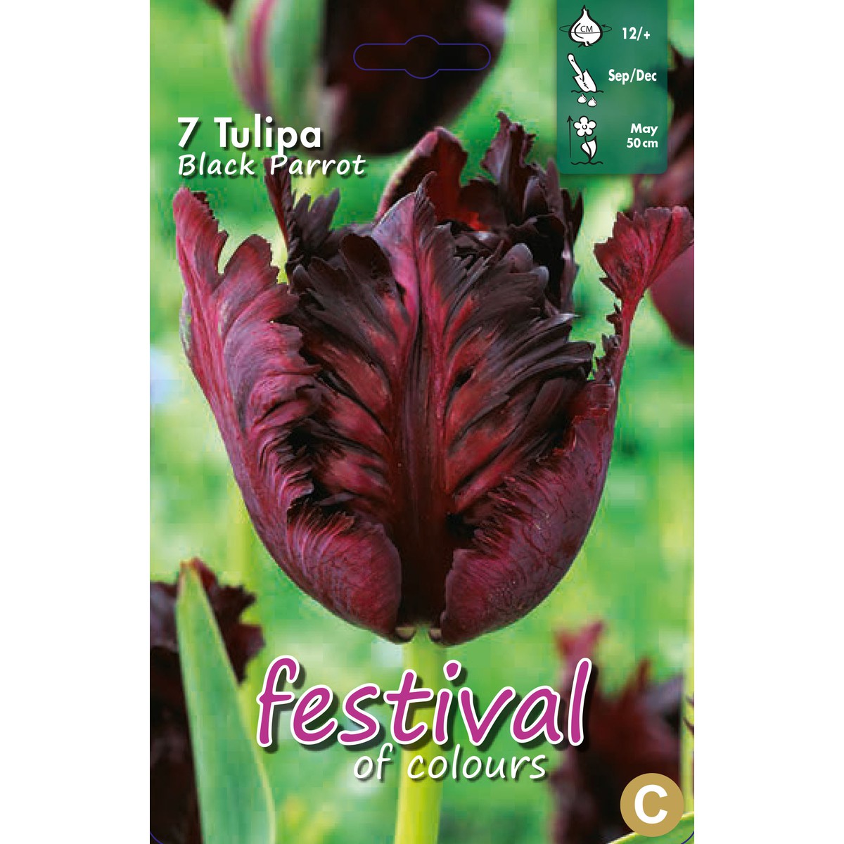   Tulipes perroquet 'Black Parrot'  10 pcs 12/