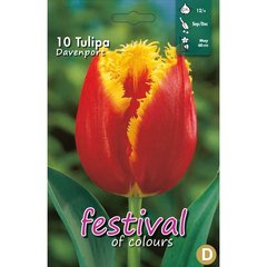   Tulipes 'Davenport'  10 pcs 12/