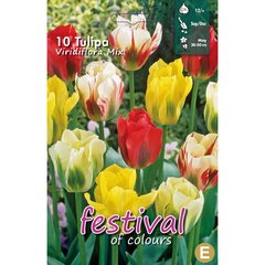   Tulipe viridiflora 'Melange'  10 pcs 12/