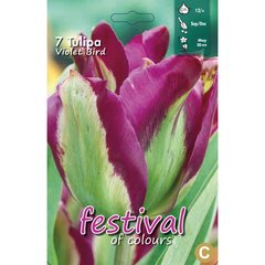   Tulipe Viridiglora'Violet Bird'  10 pcs 12/+