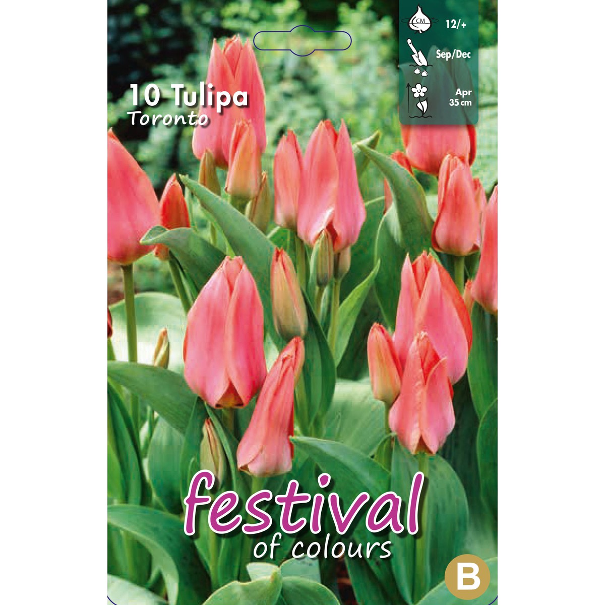   Tulipes 'Toronto'  10 pcs 12/