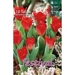   Tulipes 'Showwinner'  10 pcs 12/