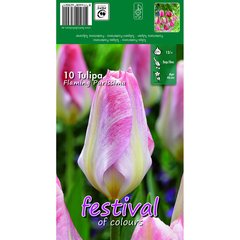  Tulipes Flaming Purissima  10 pcs 12/