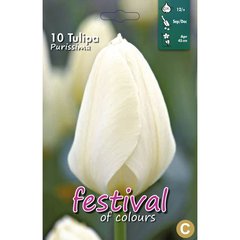   Tulipes 'Purissima'  10 pcs 12/