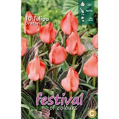   Tulipes greigii 'Oratorio'  10 pcs 12/