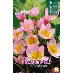   Tulipes 'Bakeri Lilac Wonder'  10 pcs 6/