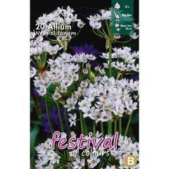   Allium 'Neapolitanum'  20 pcs 4/