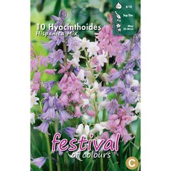  Hyacinthoides hispanica 'Mélange'  10pcs 8/10