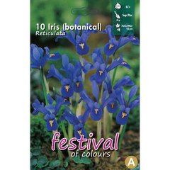   Iris reticulata  10 pcs 6/+