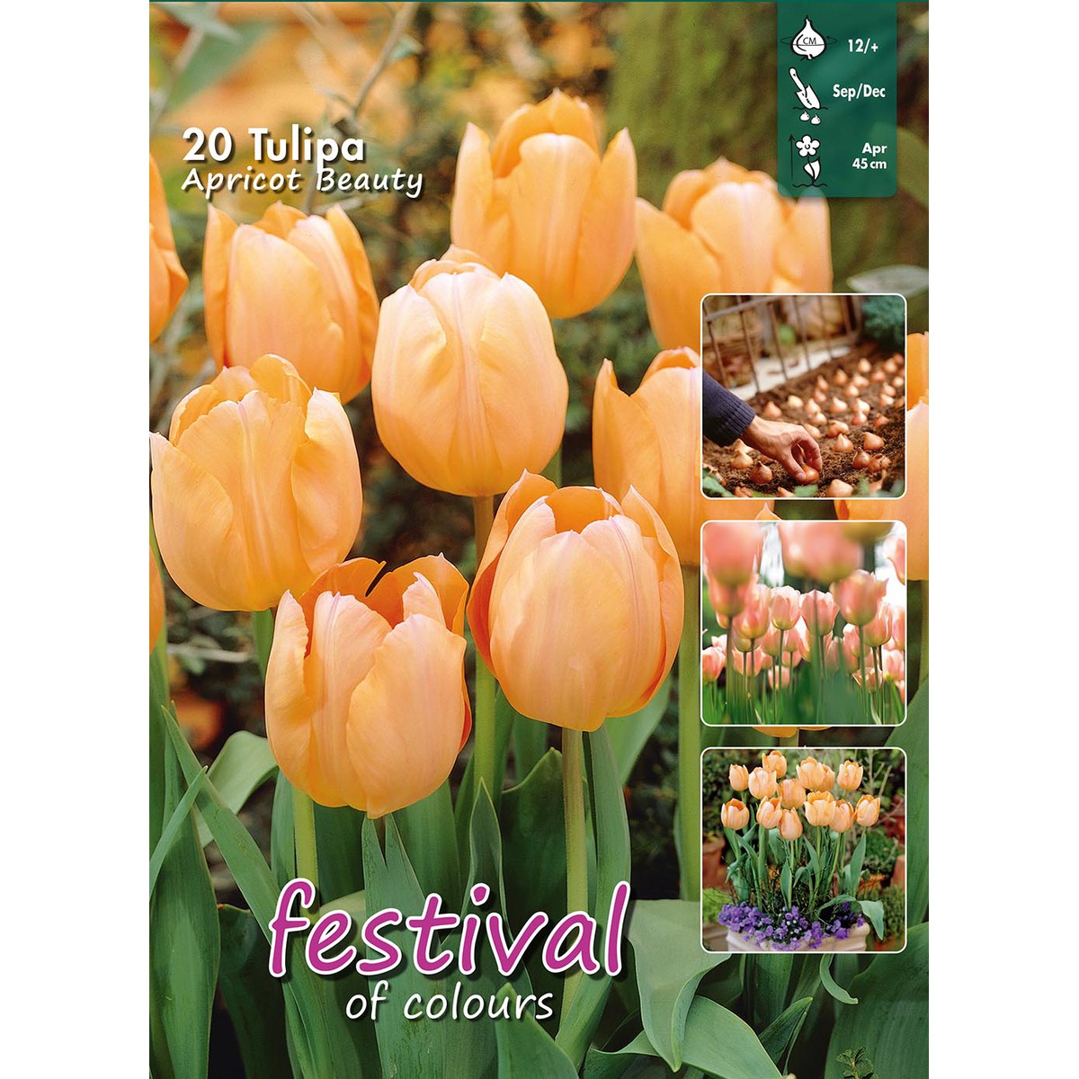   Tulipes 'Abricot Beauty'  20 pcs 12/+