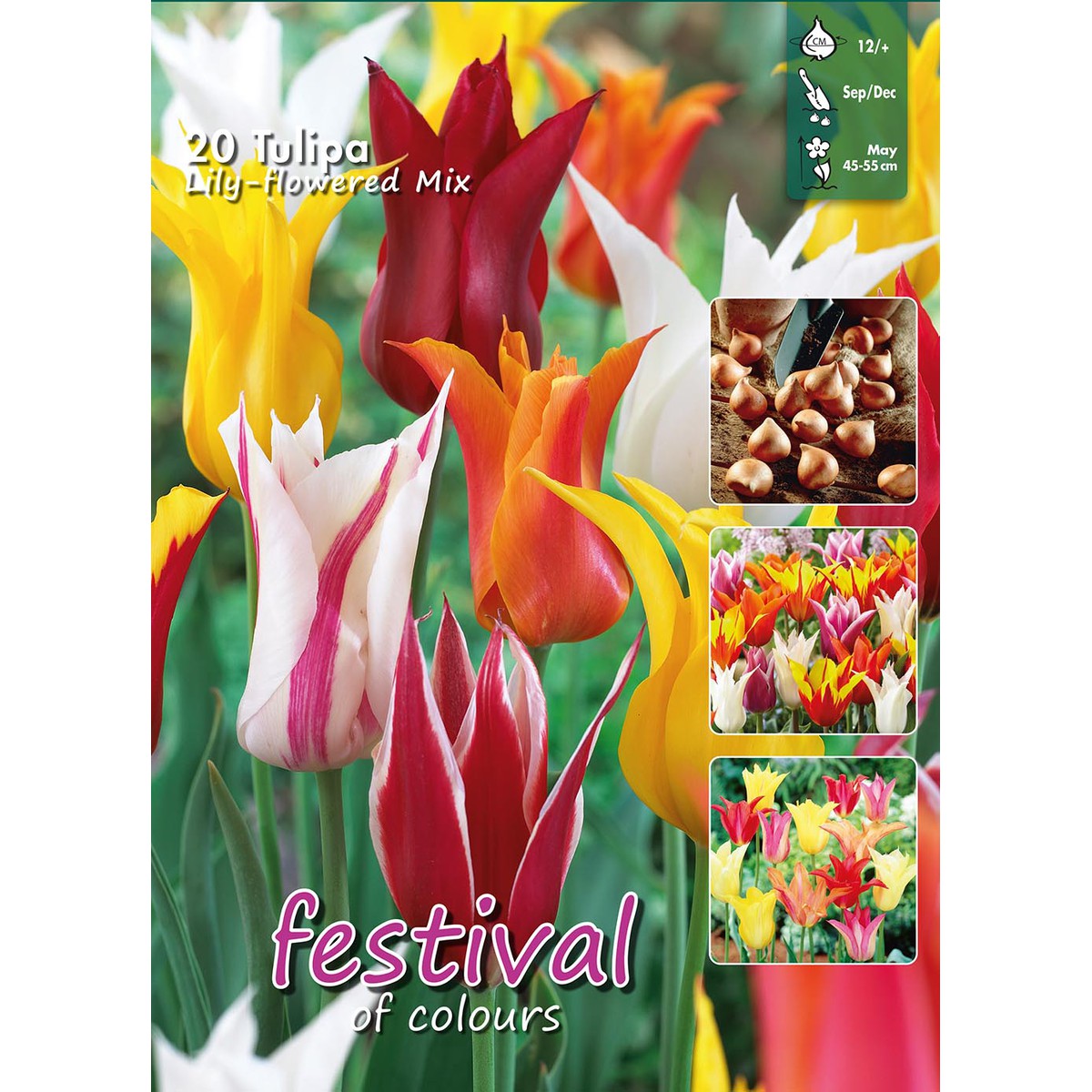  Tulipes fleurs de Lys en mélange'  20pcs 12/+