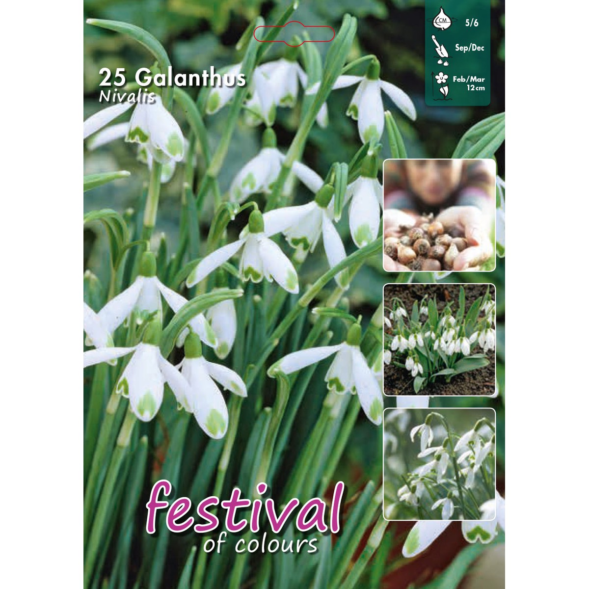   Galanthus nivalis  25pcs 5/6