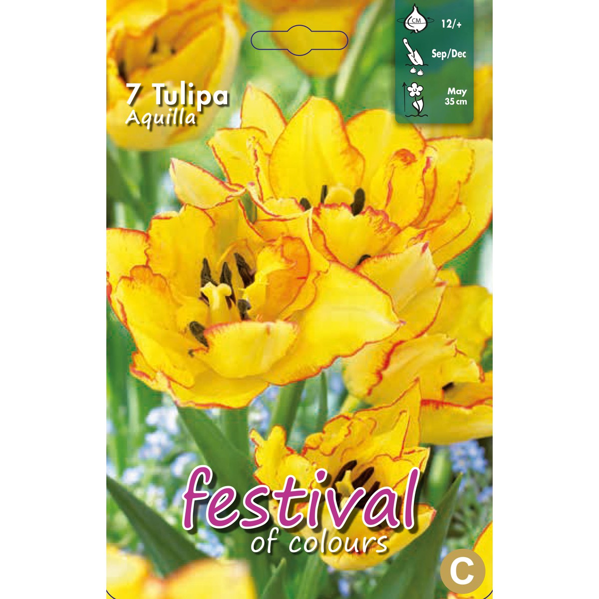   Tulipes 'Aquilla'  12/