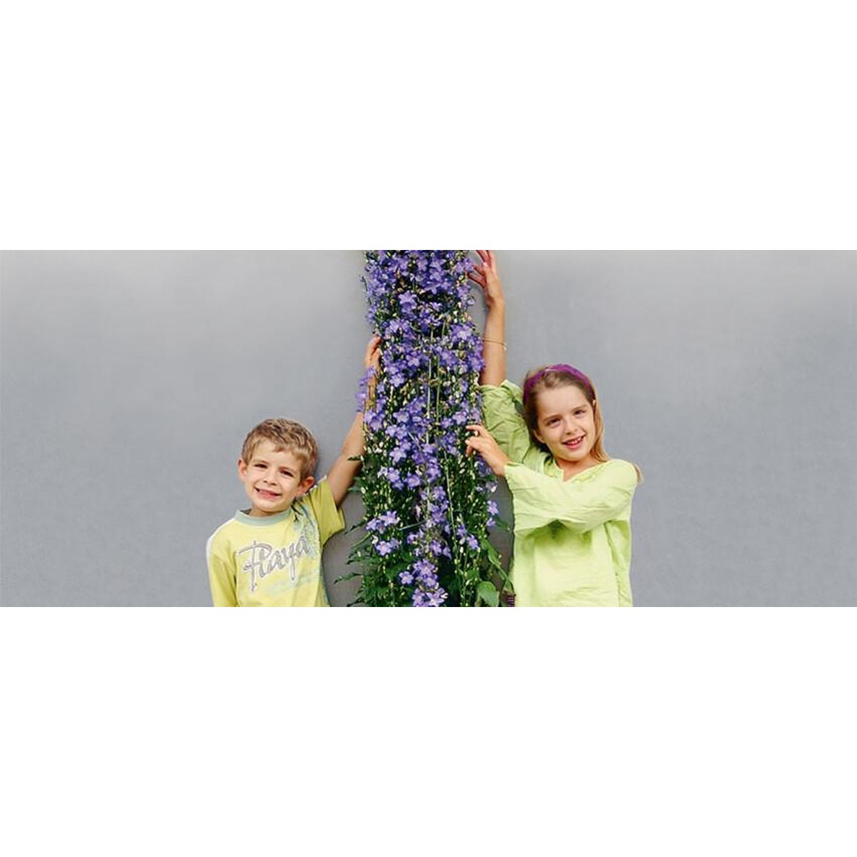   Campanula 'Solidora Aida'  C3.3