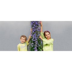   Campanula 'Solidora Aida'  C3.3