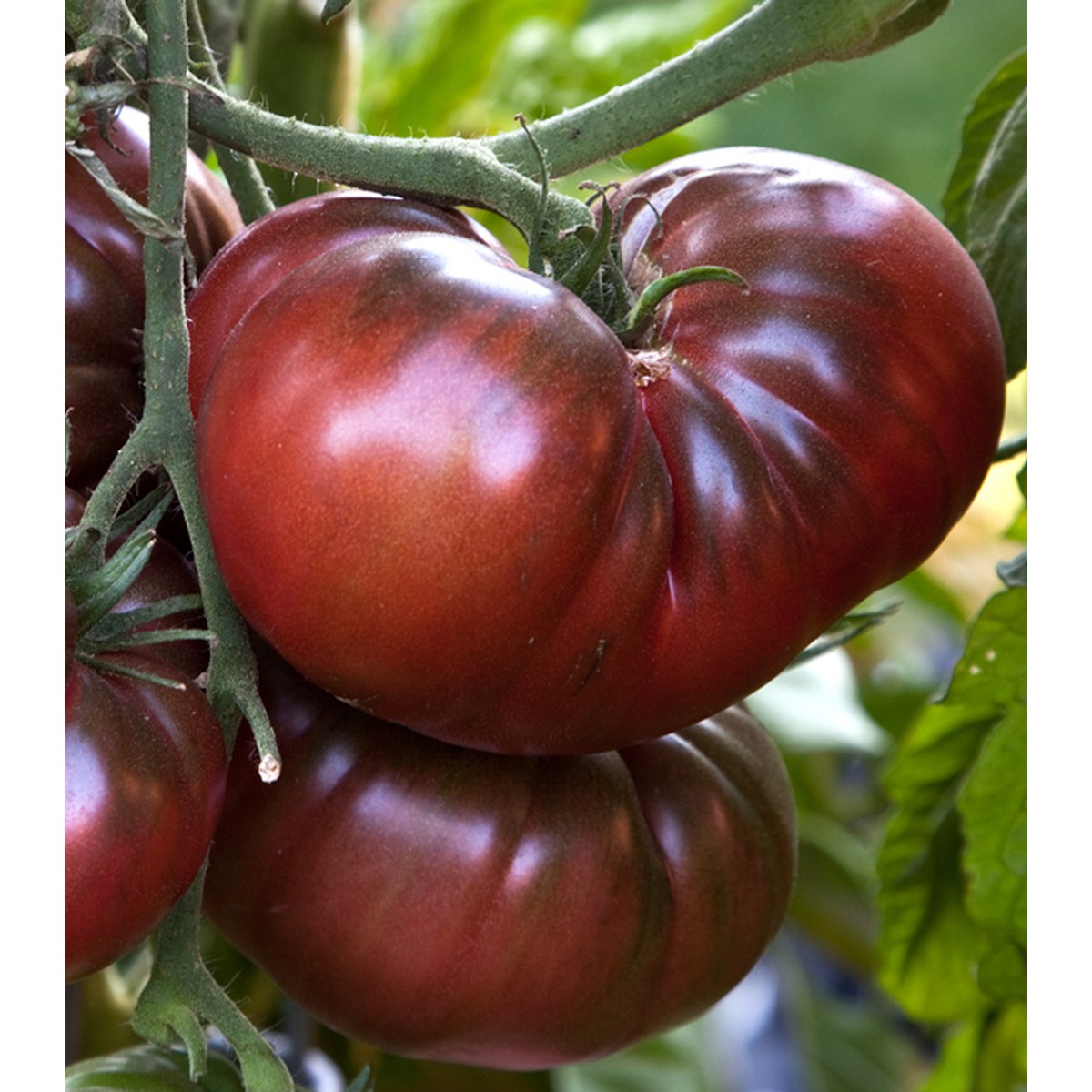 Schilliger Production  Tomate greffée 'Noire de Crimée'  Pot de 12 cm