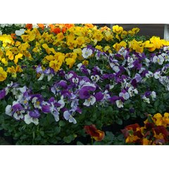 Schilliger Production  Viola x wittrockiana  Pot 13 cm