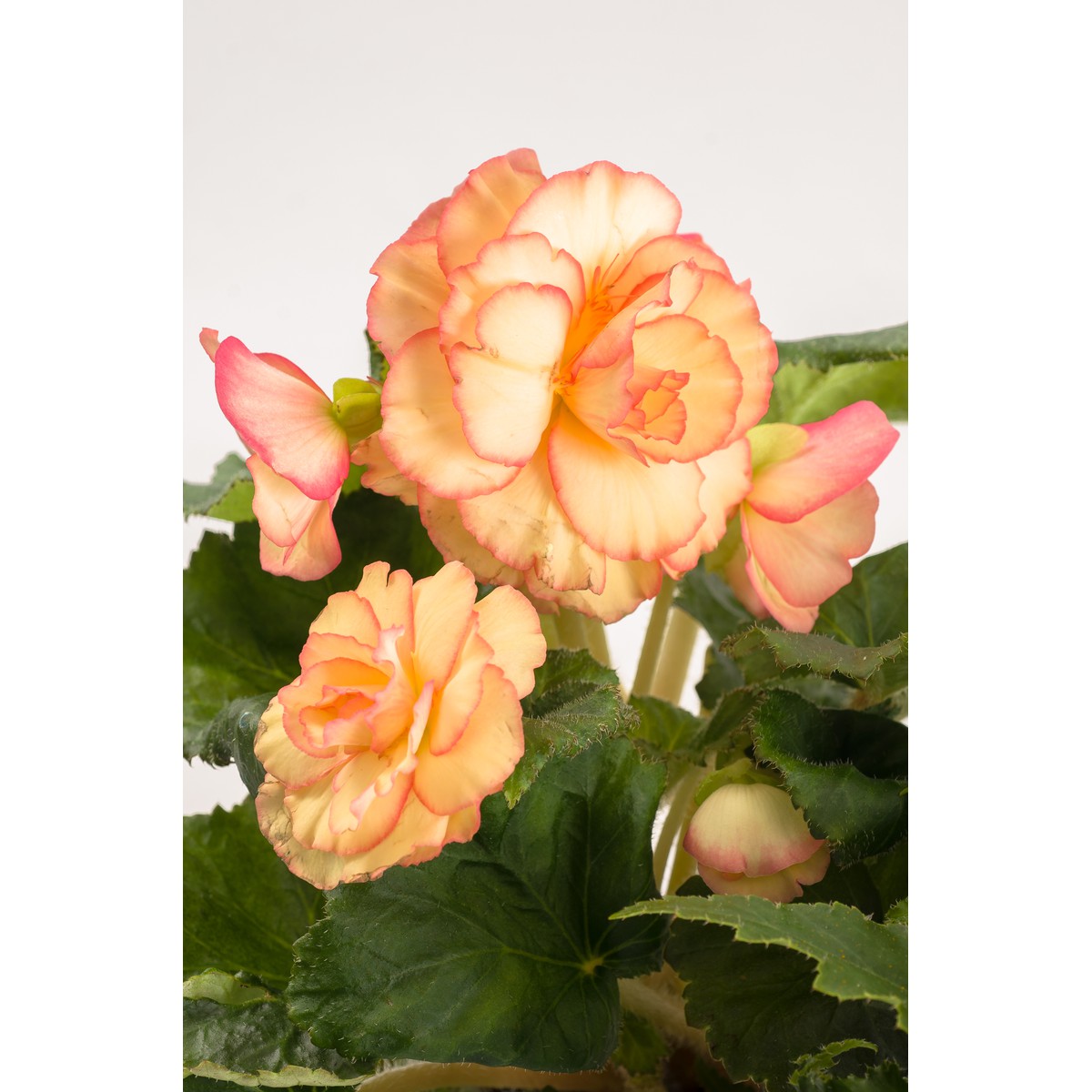 Schilliger Production  Begonia tuberhybrida  Pot de 13 cm