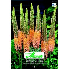   Eremurus 'Cleopatra'1  14/
