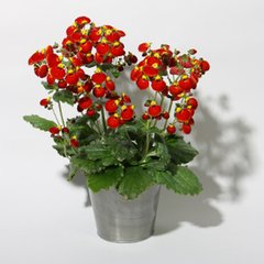   Calceolaire 'Calynopsis'  12 cm