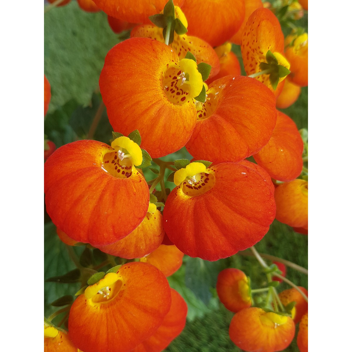   Calceolaire 'Calynopsis'  12 cm