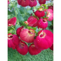   Calceolaire 'Calynopsis'  12 cm