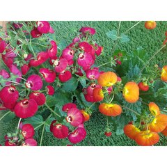   Calceolaire 'Calynopsis'  12 cm