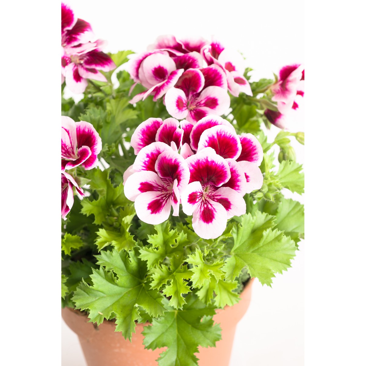 Schilliger Production  Pelargonium x grandiflorum 'Candy Flowers'  Pot de 15 cm