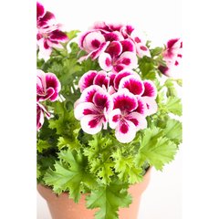Schilliger Production  Pelargonium x grandiflorum 'Candy Flowers'  Pot de 15 cm