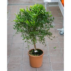  Citrus aurantifolia 'Verte de Tahiti'  Pot de 20 cm h60/70
