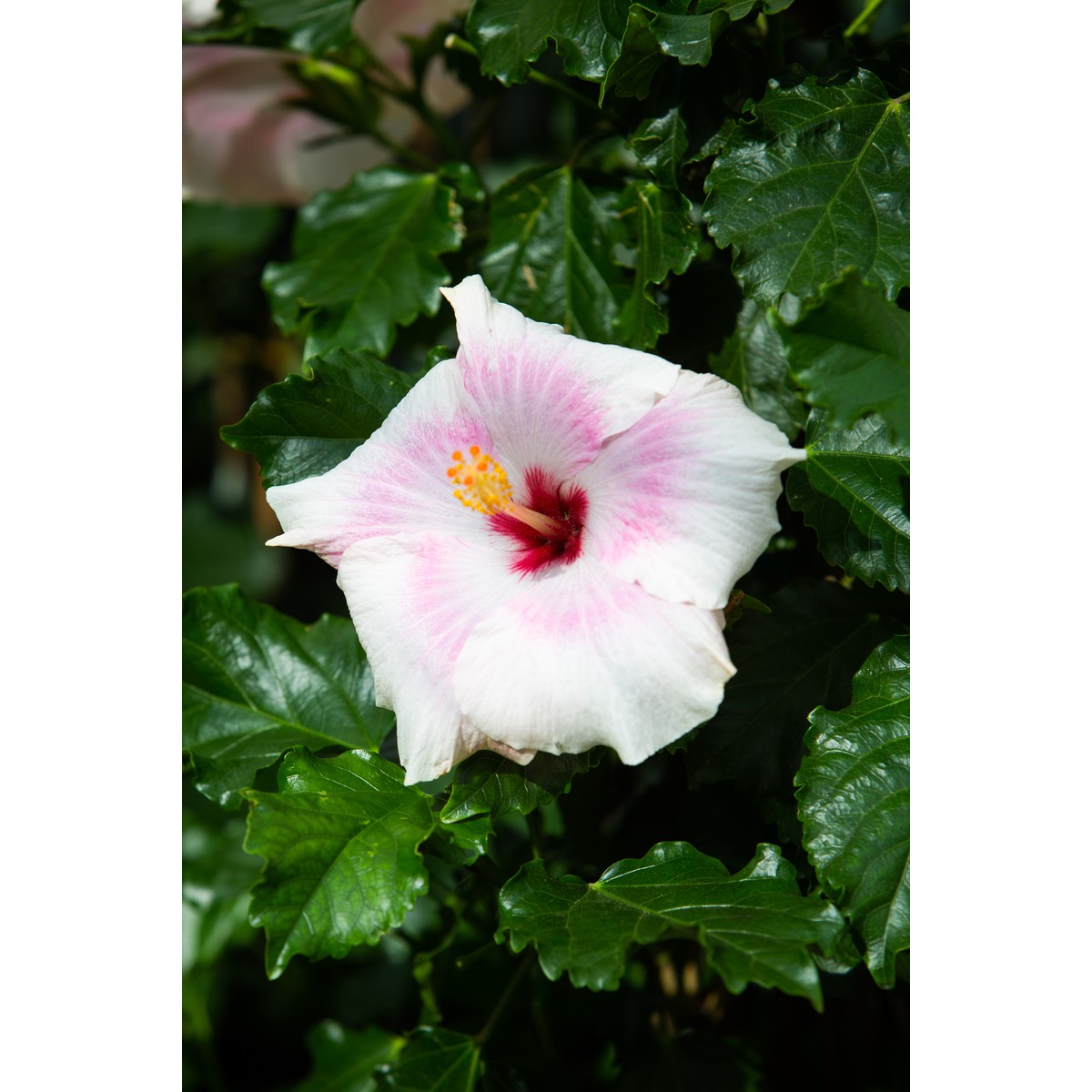   Hibiscus rosa-sinensis  P30 Pyr 120cm