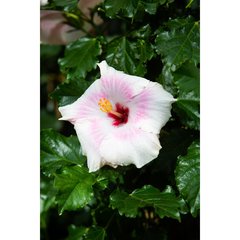   Hibiscus rosa-sinensis  P30 Pyr 120cm
