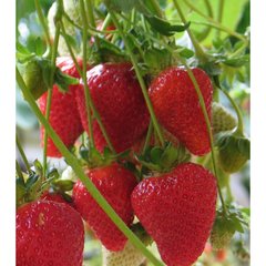 Schilliger Production  Fraisier 'Mariguette'  Pot de 10.5 cm