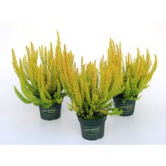 Production Suisse  Erica arborea 'Albert's gold'  Pot de 11 cm