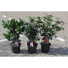   Camellia japonica  C5 50/60