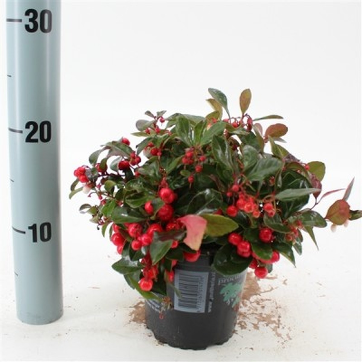   Gaultheria procumbens  P13 10/15