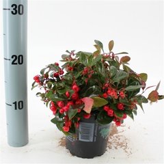  Gaultheria procumbens  P13 10/15