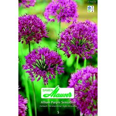   Allium aflatunense Purple Sensation 5  14/