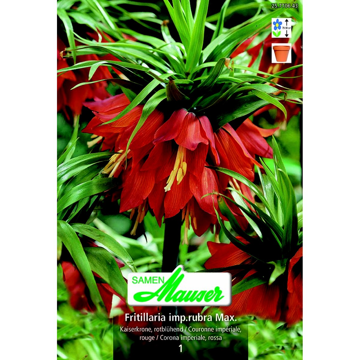   Fritillaria imp rubra Maxima 1  20/24