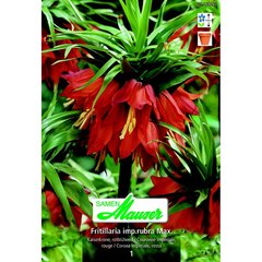   Fritillaria imp rubra Maxima 1  20/24