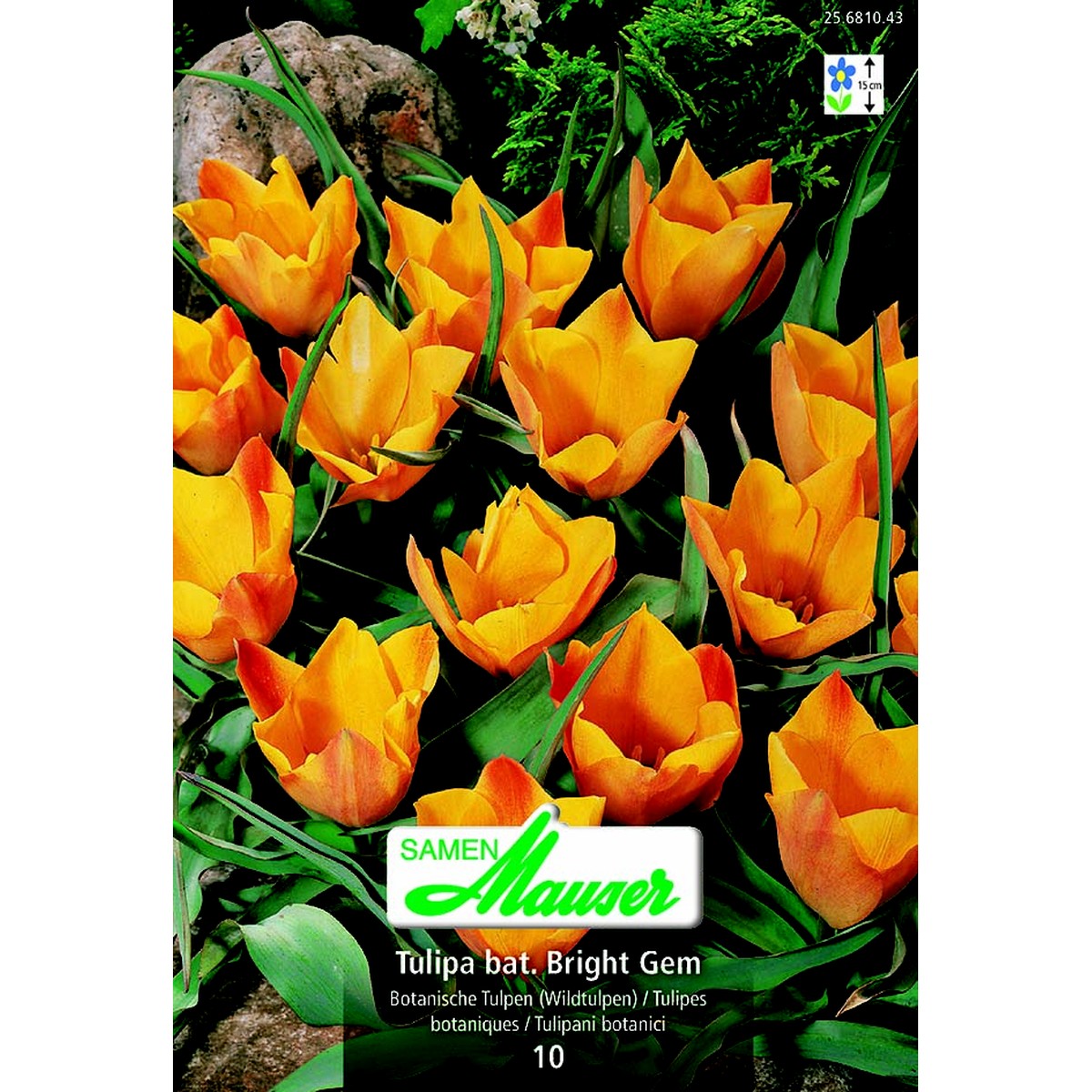   Tulipe  botanique bat Bright Gem 10  12/