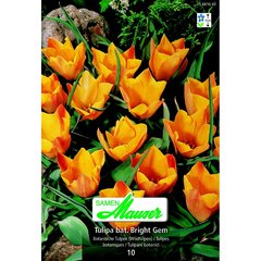   Tulipe  botanique bat Bright Gem 10  12/