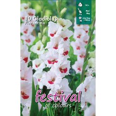   Glaïeuls FIORENTINA  