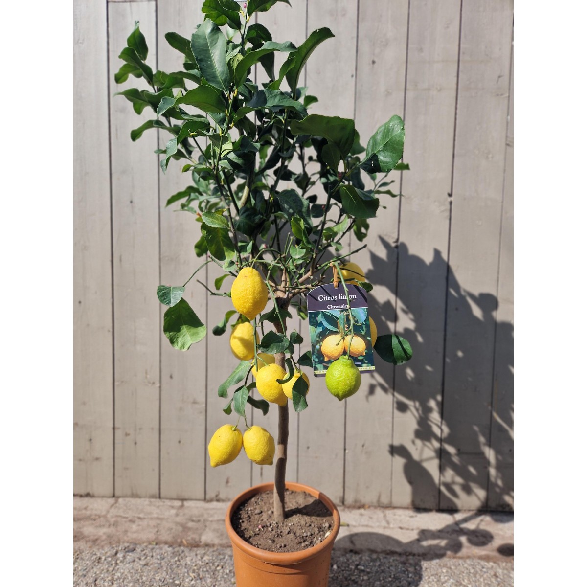 Citronniers, Citrus limon Pot 24 h130/140 cm
