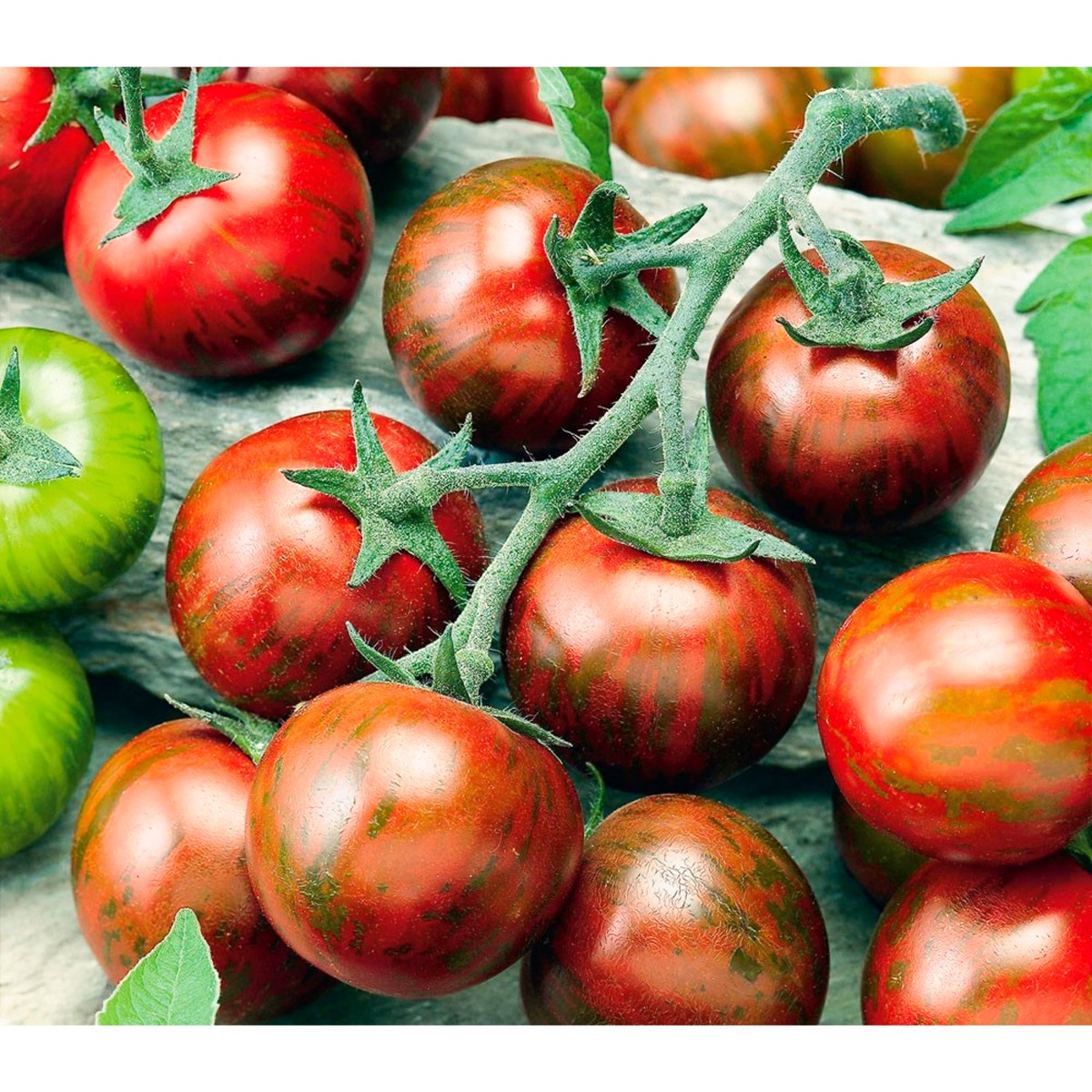 Семена томатов полосатые. Томат черри Тайгер f1. Гавриш томат полосатый рейс. Томат полосатик. Томат гогошар полосатый.