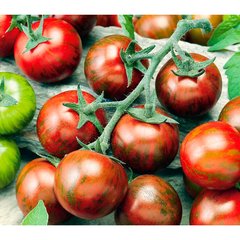 Schilliger Production  Tomate greffée 'Zebrino'  Pot de 12 cm